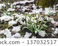 Snowdrops 137032517