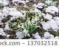 Snowdrops 137032518
