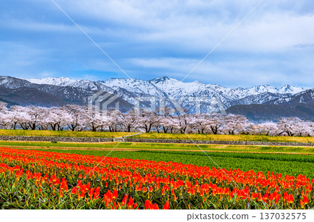 【富山縣朝日町】春之四重奏 - 朝日船川 137032575
