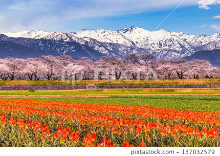 [Toyama Prefecture_Asahi Town] Spring Quartet - Asahi Funagawa 137032579