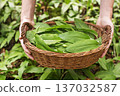 Wild garlic ramson bear garlic 137032587