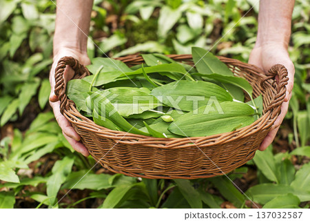 Wild garlic ramson bear garlic Wild garlic ramson bear garlic 137032587