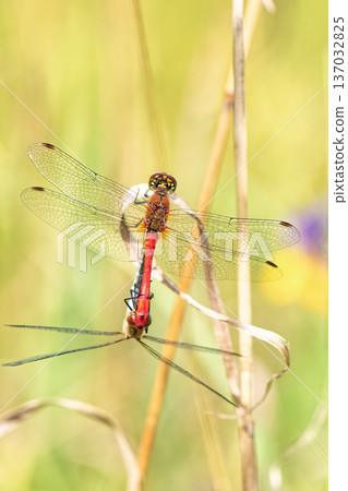 Close-up of pair of Ruddy Darter dragonflies (Sympetrum sanguineum) mating in "mating wheel" or tandem position on dry grass stalk. 137032825
