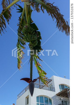 Banana plant hanging with fruits against a clear blue sky in a sunny coastal setting. Banana plant hanging with fruits against a clear blue sky in a sunny coastal setting. 137032876