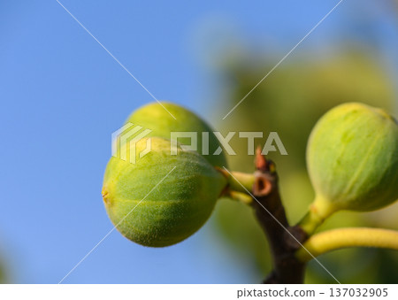 Fig on branch at sunset in Cyprus Fig on branch at sunset in Cyprus 137032905