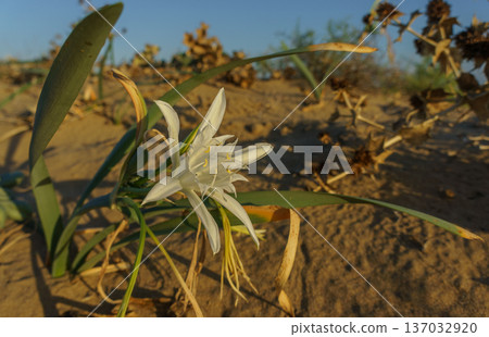 A delicate white flower blooming in the arid landscape during golden hour light. 137032920