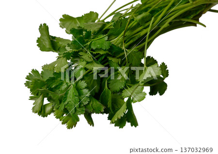 Fresh Parsley Stems and Leaves on White Fresh Parsley Stems and Leaves on White 137032969