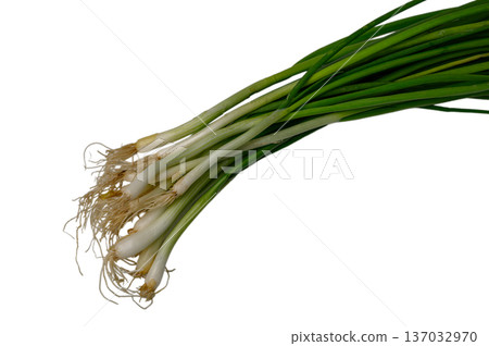 Green Onion Bunch on White Background Green Onion Bunch on White Background 137032970