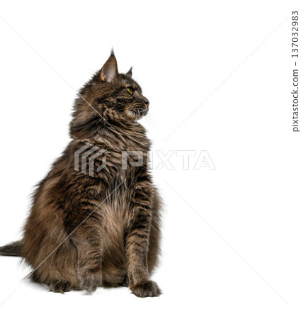Maine Coon Cat on White Background Maine Coon Cat on White Background 137032983