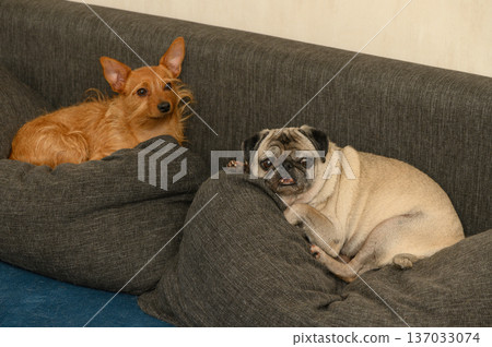 Two Dogs Cozy on Sofa Red Terrier and Beige Pug Two Dogs Cozy on Sofa Red Terrier and Beige Pug 137033074