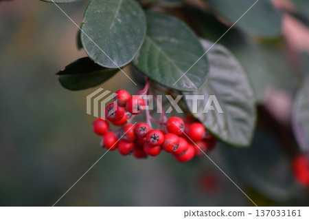 Vibrant Red Cotoneaster Berries on Green Leafy Branches 137033161