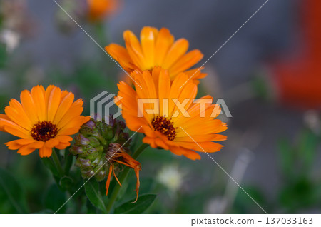 Bright Calendula Flowers in Mixed Herb Garden Flower Bed Bright Calendula Flowers in Mixed Herb Garden Flower Bed 137033163