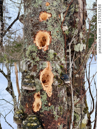 Snowshoeing around Kaminoko Pond in Hokkaido Snowshoeing around Kaminoko Pond in Hokkaido 137033268
