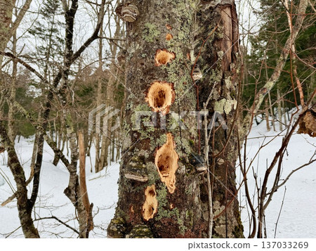 Snowshoeing around Kaminoko Pond in Hokkaido Snowshoeing around Kaminoko Pond in Hokkaido 137033269