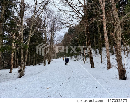 在北海道的卡米諾湖池塘周圍穿著雪鞋行走 在北海道的卡米諾湖池塘周圍穿著雪鞋行走 137033275