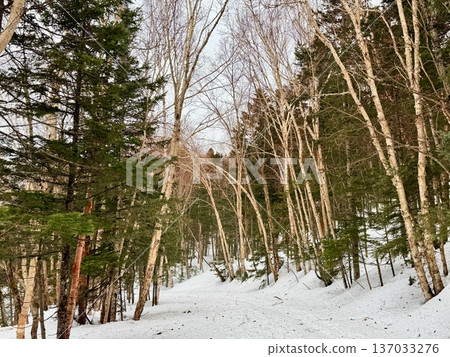 在北海道的卡米諾湖池塘周圍穿著雪鞋行走 在北海道的卡米諾湖池塘周圍穿著雪鞋行走 137033276