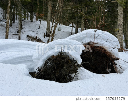 Snowshoeing around Kaminoko Pond in Hokkaido Snowshoeing around Kaminoko Pond in Hokkaido 137033279