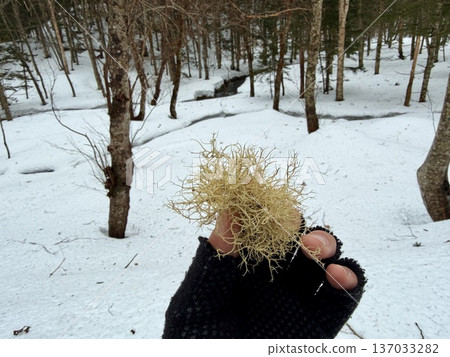 在北海道的卡米諾湖池塘周圍穿著雪鞋行走 在北海道的卡米諾湖池塘周圍穿著雪鞋行走 137033282