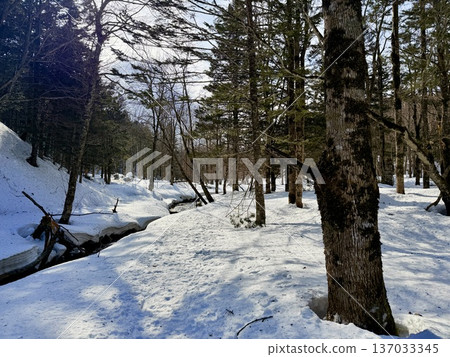 Snowshoeing around Kaminoko Pond in Hokkaido Snowshoeing around Kaminoko Pond in Hokkaido 137033345