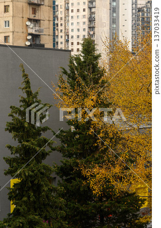Yellow-Leafed Tree Between Buildings in Saburtalo, Tbilisi Yellow-Leafed Tree Between Buildings in Saburtalo, Tbilisi 137033419