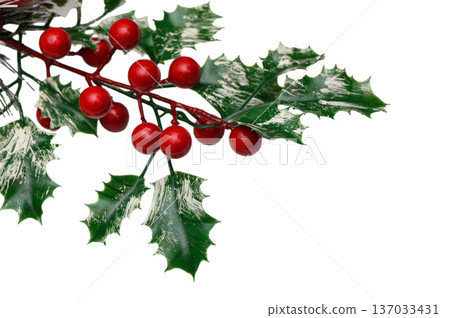 Bright Red Holly Berries and Glossy Leaves Christmas Classic on White Bright Red Holly Berries and Glossy Leaves Christmas Classic on White 137033431
