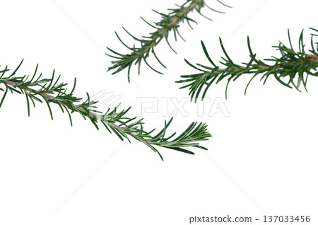 Plain Rosemary Sprigs Isolated on Pure White Background 137033456