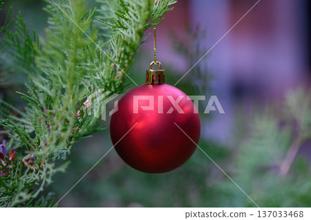 Close Up of Shiny Red Christmas Balls on Outdoor Tree Branch 137033468