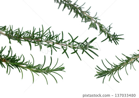 Rosemary Herb Stems Laying Flat on White Paper Background Rosemary Herb Stems Laying Flat on White Paper Background 137033480