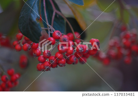Winter Red Cotoneaster Berries on Snow Covered Green Leaves Winter Red Cotoneaster Berries on Snow Covered Green Leaves 137033481