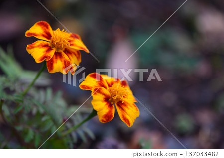 Yellow and Orange Marigold Flowers Blooming on Green Lawn Yellow and Orange Marigold Flowers Blooming on Green Lawn 137033482