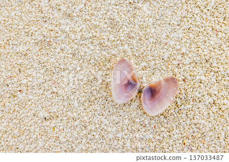 Beauty lovely open shell on soft sand artistic abstract summer background biophilic texture blue health hushpitality Beauty lovely open shell on soft sand artistic abstract summer background biophilic texture blue health hushpitality 137033487