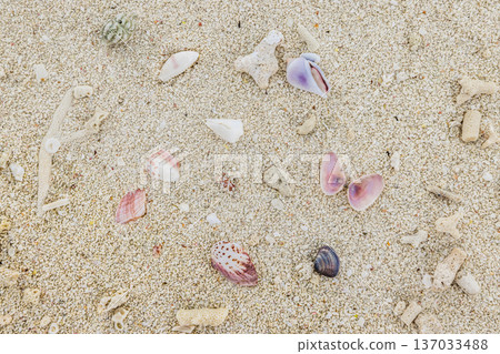 Artistic abstract shells on soft sand summer background biophilic texture blue health hushpitality tactile realism Artistic abstract shells on soft sand summer background biophilic texture blue health hushpitality tactile realism 137033488