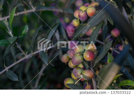 Close-up of Maturing Olives on Olea Europaea Tree Branch Close-up of Maturing Olives on Olea Europaea Tree Branch 137033522