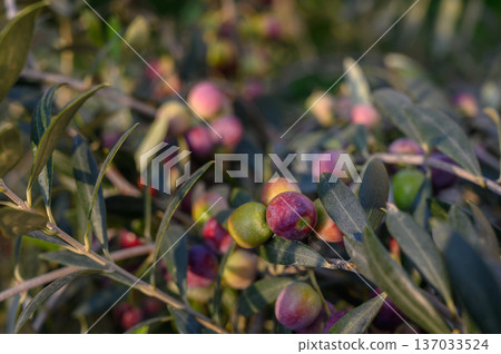 Ripening Olives (Olea Europaea) on Branch, Green to Purple 137033524