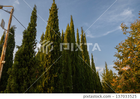Italian Cypress Trees at Cemetery in Tbilisi, Georgia Italian Cypress Trees at Cemetery in Tbilisi, Georgia 137033525