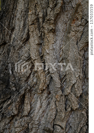 Close-Up of Poplar Tree Bark Texture Populus sp.possibly Balsam Poplar Close-Up of Poplar Tree Bark Texture Populus sp.possibly Balsam Poplar 137033559