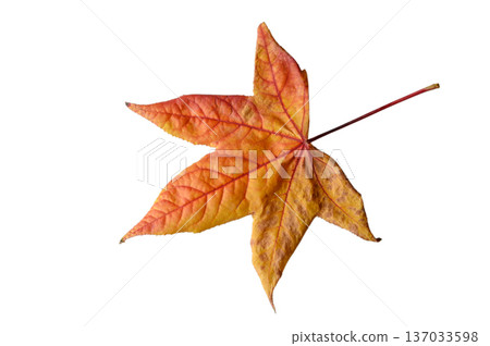 Yellow Red Dry Autumn Leaf on White Background 137033598