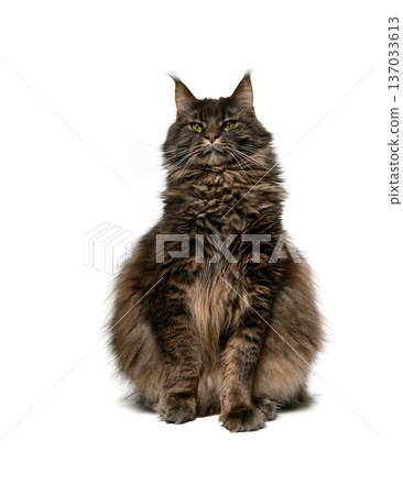 Large Maine Coon Cat on White Background Majestic Portrait Large Maine Coon Cat on White Background Majestic Portrait 137033613