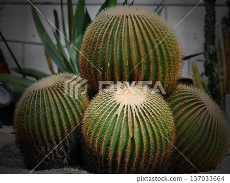 Scenery with cactus 137033664