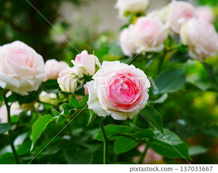 Light rose with pink Light rose with pink 137033667