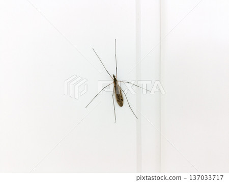 The Tipulidae on a wall. The Tipulidae on a wall. 137033717