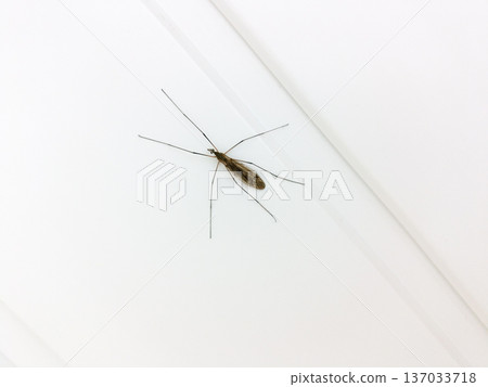 The Tipulidae on a wall. The Tipulidae on a wall. 137033718