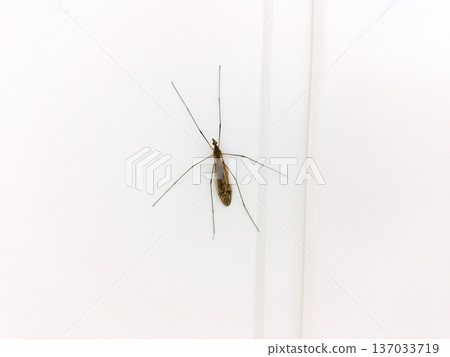 The Tipulidae on a wall. The Tipulidae on a wall. 137033719