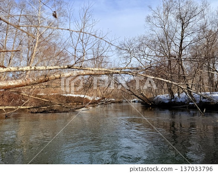 Canoeing down the Kushiro River in Hokkaido in winter Canoeing down the Kushiro River in Hokkaido in winter 137033796