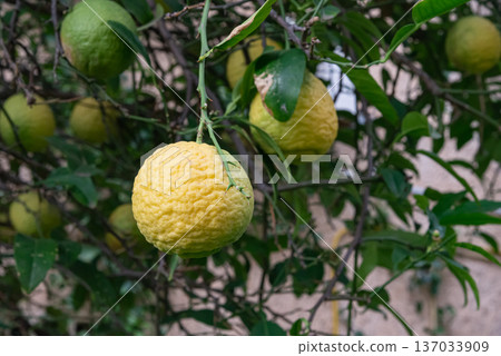 Ripe yellow citron fruit hanging on tree branch among green leaves. Fresh citrus growing outdoors in natural garden environment. Ripe yellow citron fruit hanging on tree branch among green leaves. Fresh citrus growing outdoors in natural garden environment. 137033909