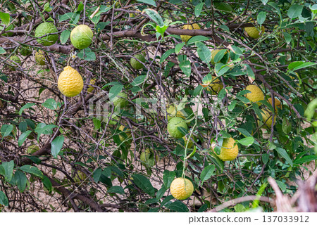 Ripe yellow citron fruit hanging on tree branch among green leaves. Fresh citrus growing outdoors in natural garden environment. Ripe yellow citron fruit hanging on tree branch among green leaves. Fresh citrus growing outdoors in natural garden environment. 137033912