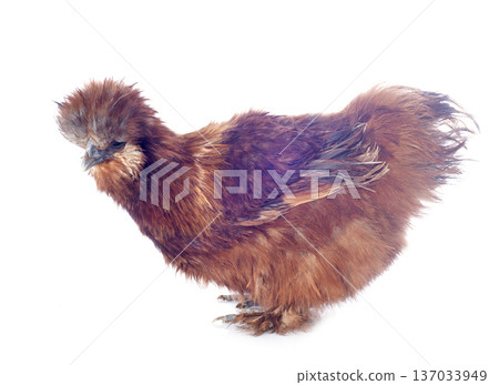 silkie bantam in studio 137033949