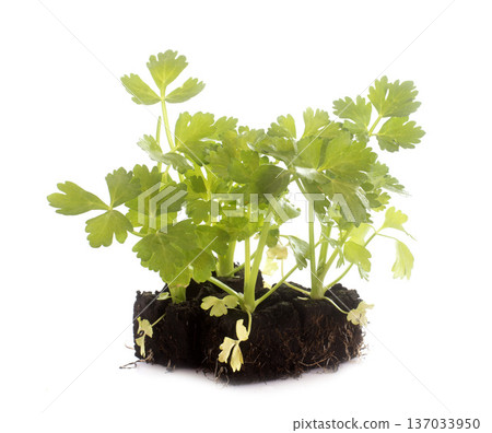 parsley plants parsley plants 137033950