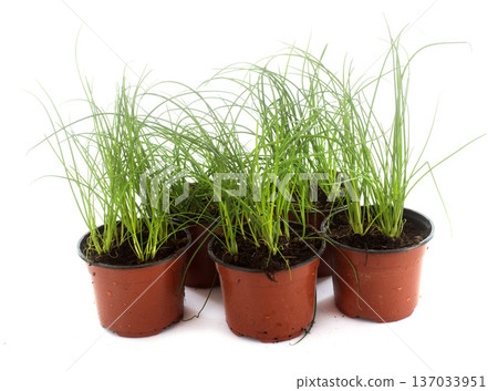 Chives plants Chives plants 137033951