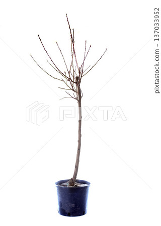 peach tree peach tree 137033952